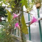 Botanická zahrada 025