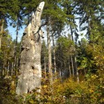 DSCN0037