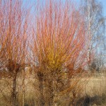 DSCN0037