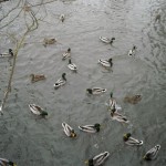 DSCN0103