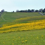 DSC_0453 DSC_0453