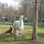Kostelec 147