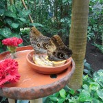 Motyli_036[1]