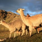 Peru14