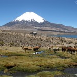 Peru23