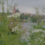 SAM_4622