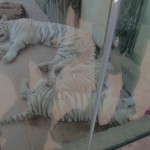 SAM_5995