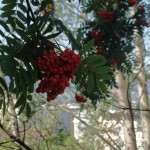 SAM_6494