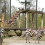 ZOO 005