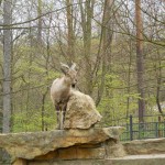 ZOO 010