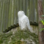 ZOO 024