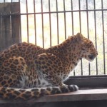 Klub Radost navštívil ZOO