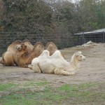 ZOO LIB 010