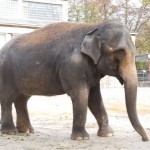 ZOO LIB 014