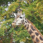 ZOO LIB 017