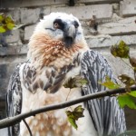 ZOO LIB 020a