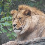 ZOO LIB 024