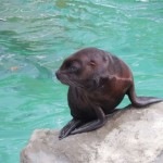 ZOO LIB 031