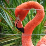 ZOO LIB 032