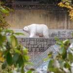 ZOO LIB 040