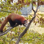 ZOO LIB 044