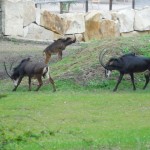 ZOO Praha 019