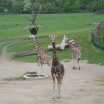ZOO Praha 029