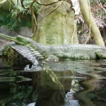 ZOO Praha 040